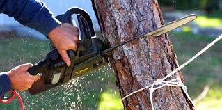 Best Tree Disease Treatment  in Holbrook, NY